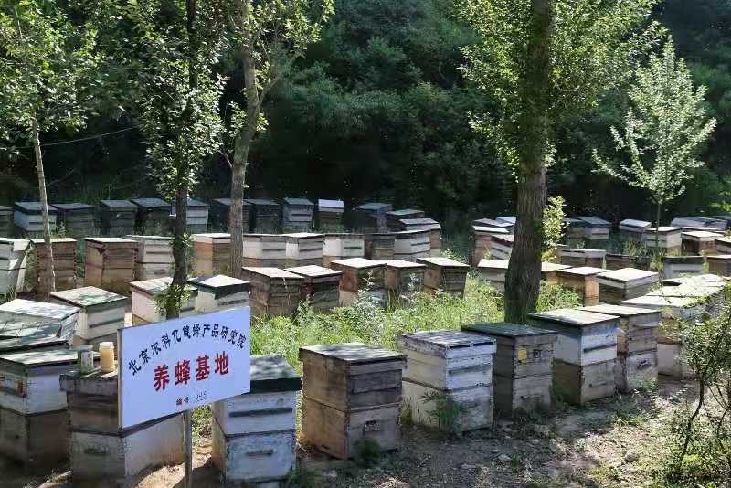 養蜂場與養蜂場之間應該多大距離(兩個蜂場的距離多遠合適) 養蜂場與養蜂場之間應該多大距離(兩個蜂場的距離多遠合適)