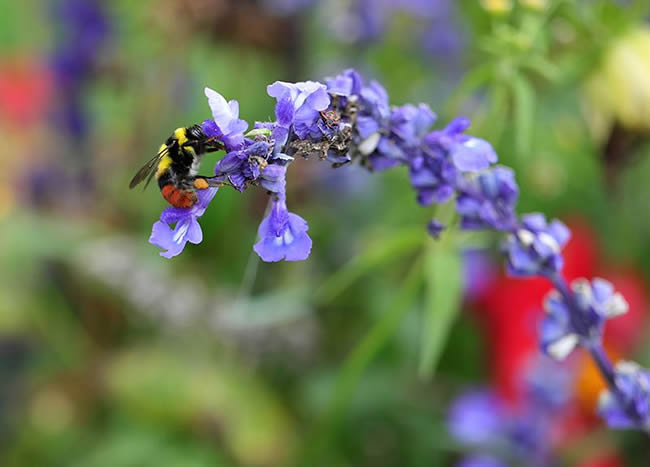 怎么區分工蜂和蜂王