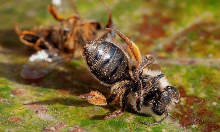 中蜂場(chǎng)能拒絕別人放意蜂嗎(意蜂和中蜂可以同場(chǎng)養(yǎng)殖嗎) 中蜂場(chǎng)能拒絕別人放意蜂嗎(意蜂和中蜂可以同場(chǎng)養(yǎng)殖嗎)