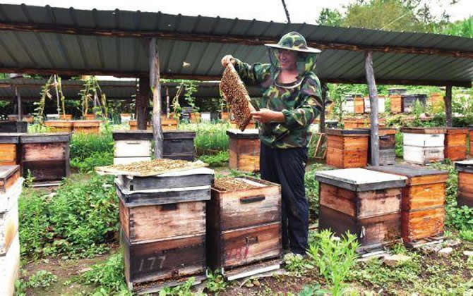 陽臺養蜂 陽臺養蜂
