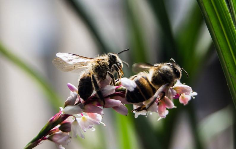 蜜蜂人工怎樣分蜂？
