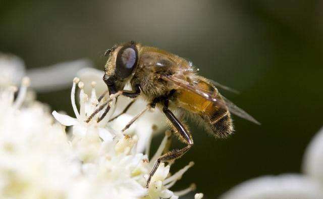 蜜蜂人工怎樣分蜂？