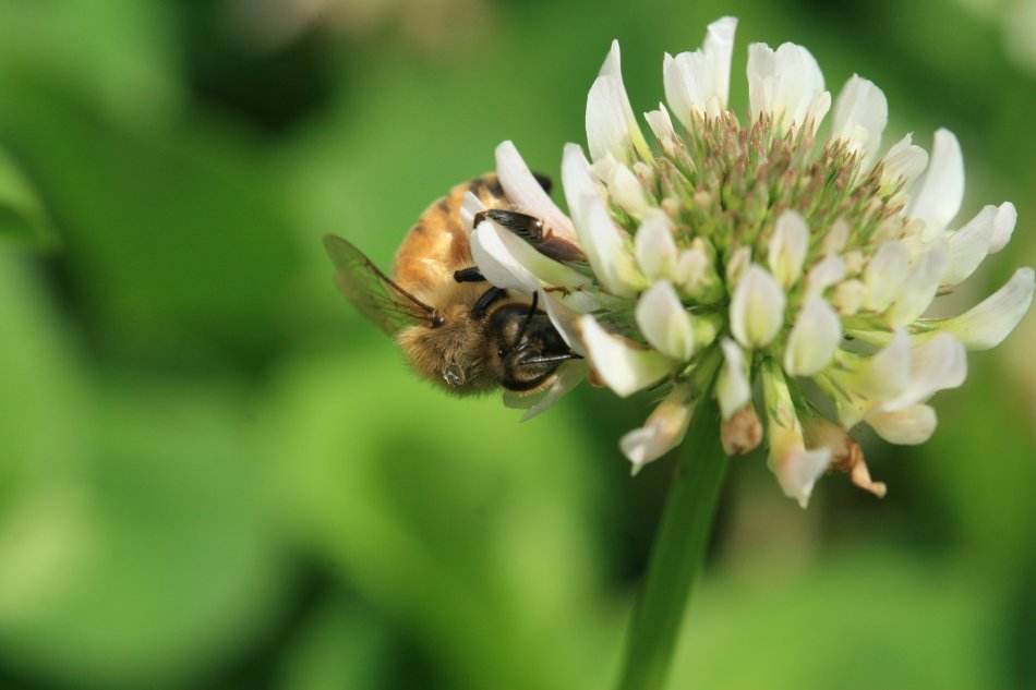 蜜蜂人工怎樣分蜂？
