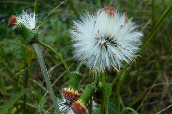 蒲公英什么時候開花？
