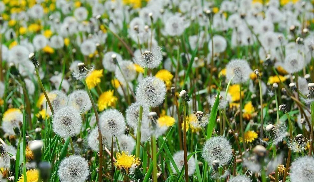 蒲公英什么時候開花？