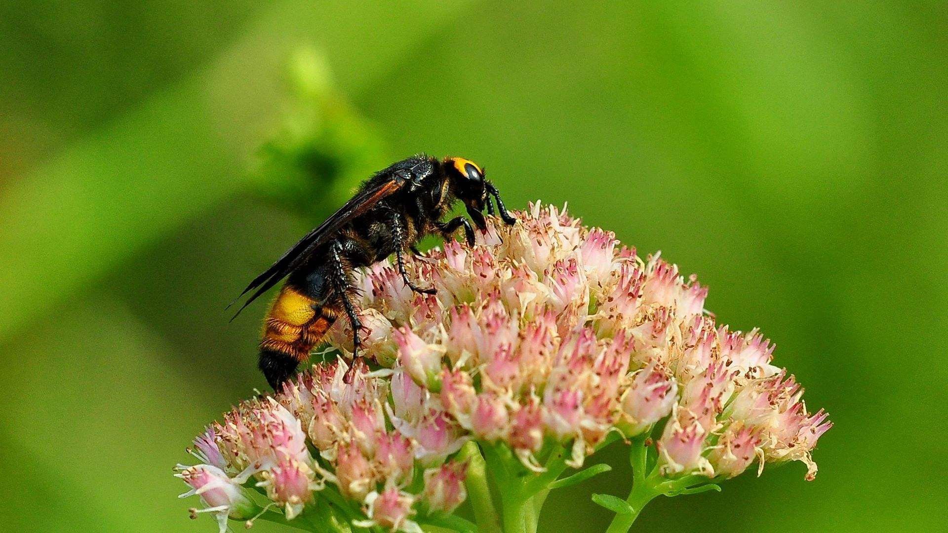 黃蜂的毒液是酸性還是堿性（黃蜂毒液性狀和被蟄后的應急處理）