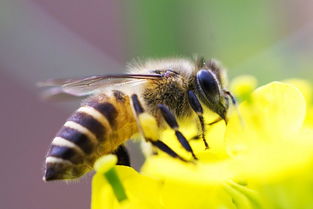 中蜂雜交王好還是阿壩蜂王好(阿壩蜂王是最好的蜂王嗎) 中蜂雜交王好還是阿壩蜂王好(阿壩蜂王是最好的蜂王嗎)