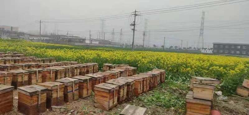 養蜂合作社有哪些補貼(成立養蜂合作社的條件和補貼申請) 養蜂合作社有哪些補貼(成立養蜂合作社的條件和補貼申請)