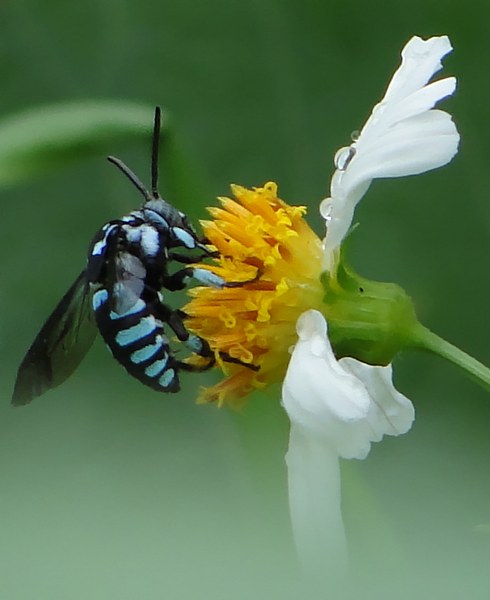 松丹一號產(chǎn)的工蜂是什么顏色(你是否聽說過松丹1號雙交種蜜蜂) 松丹一號產(chǎn)的工蜂是什么顏色(你是否聽說過松丹1號雙交種蜜蜂)