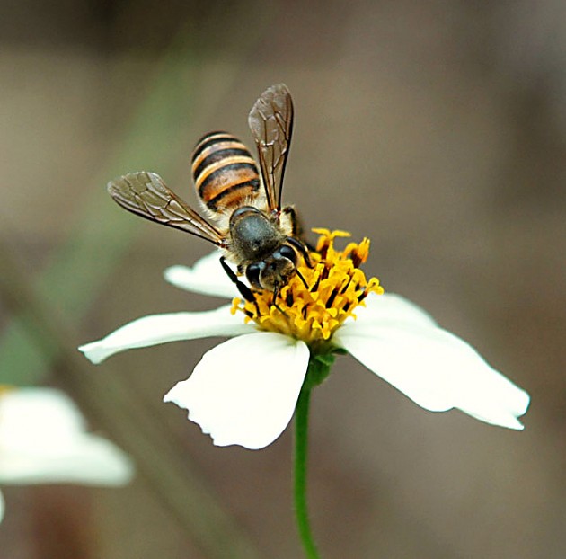 松丹一號產(chǎn)的工蜂是什么顏色(你是否聽說過松丹1號雙交種蜜蜂) 松丹一號產(chǎn)的工蜂是什么顏色(你是否聽說過松丹1號雙交種蜜蜂)