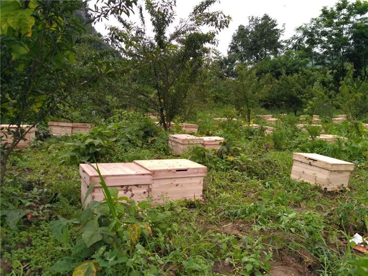 蜜蜂養(yǎng)殖需要掌握哪些知識？