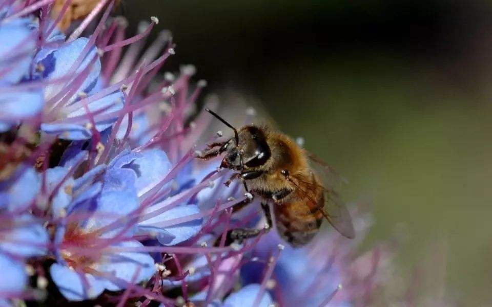 蜜蜂養(yǎng)殖需要掌握哪些知識？