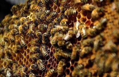 蜂數(shù)應(yīng)該怎樣計(jì)算(論斤、論脾還是論群) 蜂數(shù)應(yīng)該怎樣計(jì)算(論斤、論脾還是論群)