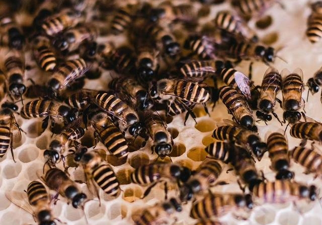 蜂數(shù)應(yīng)該怎樣計(jì)算(論斤、論脾還是論群) 蜂數(shù)應(yīng)該怎樣計(jì)算(論斤、論脾還是論群)