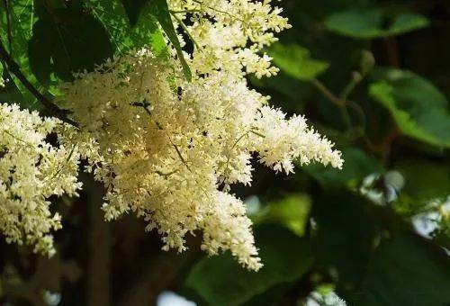 中蜂的四大蜜源植物有哪些?(常見的中蜂蜜源) 中蜂的四大蜜源植物有哪些?(常見的中蜂蜜源)