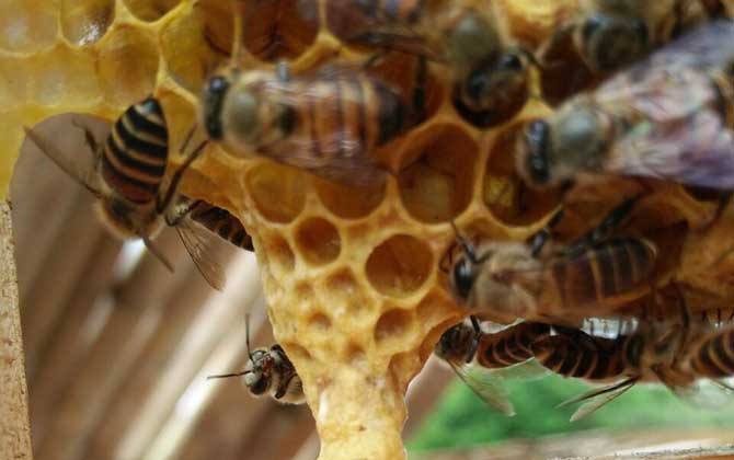 新手養(yǎng)蜂如何換王? 新手養(yǎng)蜂如何換王?