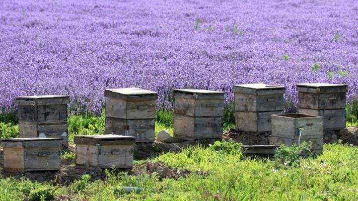 新手養(yǎng)蜂如何換王? 新手養(yǎng)蜂如何換王?