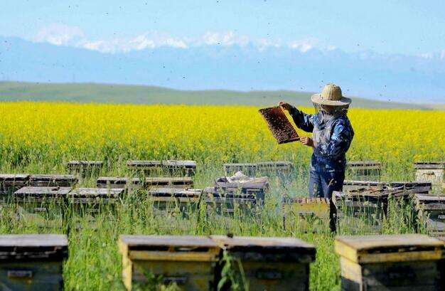 新手養(yǎng)蜂如何換王?