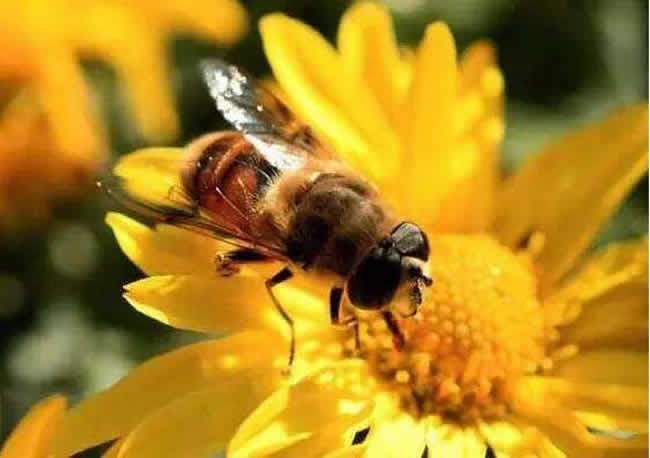 中華蜜蜂的優點和缺點 中華蜜蜂的優點和缺點