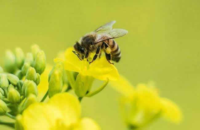 中華蜜蜂的優點和缺點 中華蜜蜂的優點和缺點