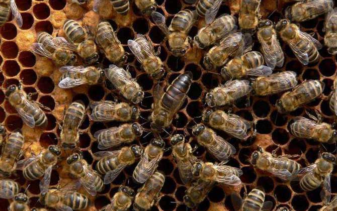 東北黑蜂買賣 東北黑蜂買賣