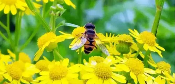 辦理蜜蜂養殖證要多少錢(養蜂證在哪兒辦) 辦理蜜蜂養殖證要多少錢(養蜂證在哪兒辦)