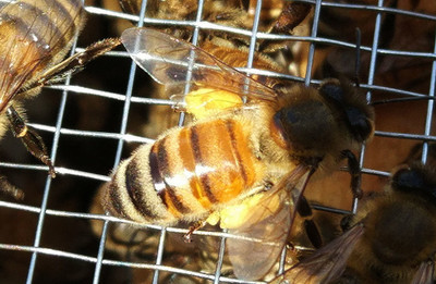 阿壩中蜂秋天幾月斷子（秋末蜂群斷子的時間）