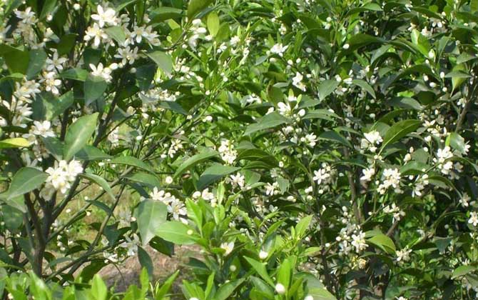 柑橘樹的地理分布(柑橘樹什么時候開花) 柑橘樹的地理分布(柑橘樹什么時候開花)