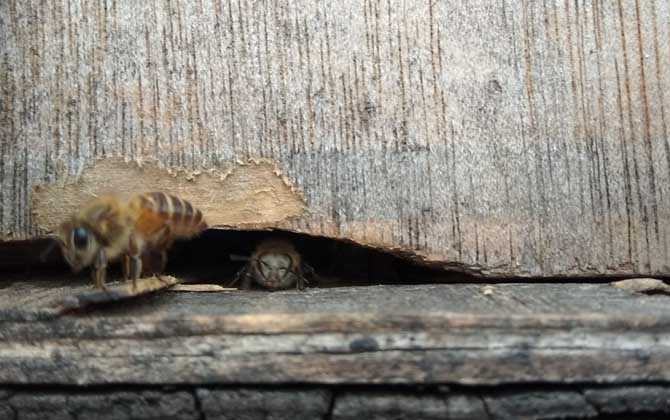 蜜蜂沒蜂王他會自己造王嗎