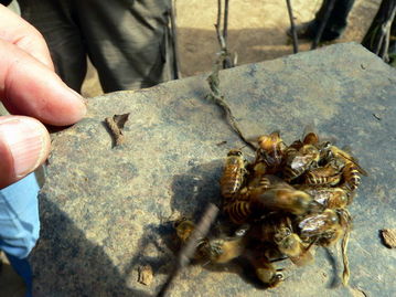 工蜂精神(工蜂的精神你贊嘆嗎) 工蜂精神(工蜂的精神你贊嘆嗎)