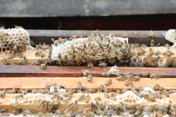 初級(jí)農(nóng)產(chǎn)品是指什么(農(nóng)產(chǎn)品初級(jí)產(chǎn)品加工定義) 初級(jí)農(nóng)產(chǎn)品是指什么(農(nóng)產(chǎn)品初級(jí)產(chǎn)品加工定義)