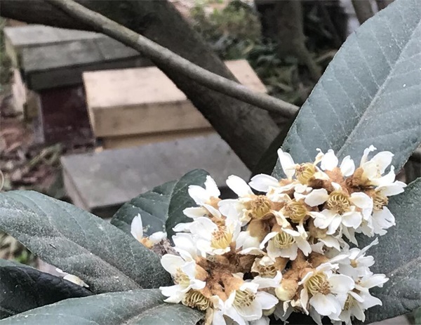 初級(jí)農(nóng)產(chǎn)品是指什么(農(nóng)產(chǎn)品初級(jí)產(chǎn)品加工定義) 初級(jí)農(nóng)產(chǎn)品是指什么(農(nóng)產(chǎn)品初級(jí)產(chǎn)品加工定義)