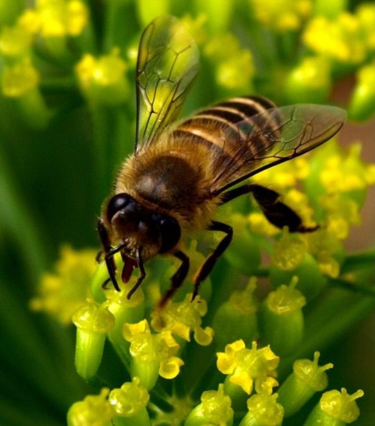 竹筒蜂的功效和用途(竹筒蜂的作用) 竹筒蜂的功效和用途(竹筒蜂的作用)