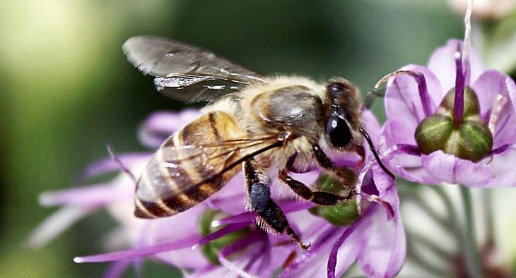 【蜜蜂養(yǎng)殖】如何在春季尋找野生土蜜蜂 如何在春季尋找野生土蜜蜂