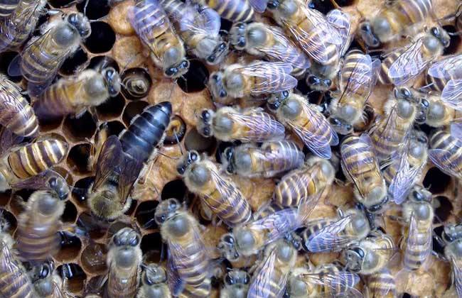 養蜂人如何選購種蜂王? 養蜂人如何選購種蜂王?