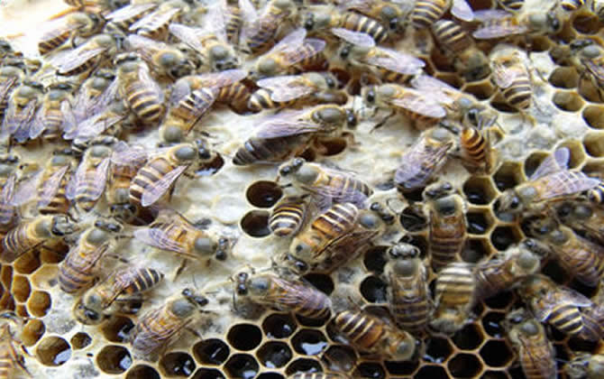 西藏中蜂 西藏中蜂