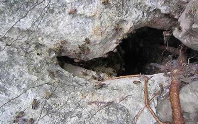 西藏中蜂 西藏中蜂