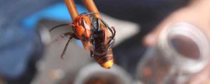 中國(guó)大虎頭蜂泡酒比例(一斤白酒需要多少只虎頭蜂) 中國(guó)大虎頭蜂泡酒比例(一斤白酒需要多少只虎頭蜂)