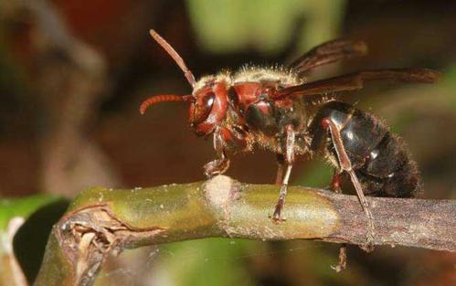 中國(guó)大虎頭蜂泡酒比例(一斤白酒需要多少只虎頭蜂) 中國(guó)大虎頭蜂泡酒比例(一斤白酒需要多少只虎頭蜂)