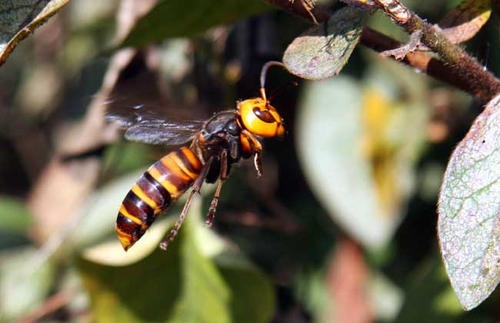 中國(guó)大虎頭蜂泡酒比例(一斤白酒需要多少只虎頭蜂) 中國(guó)大虎頭蜂泡酒比例(一斤白酒需要多少只虎頭蜂)