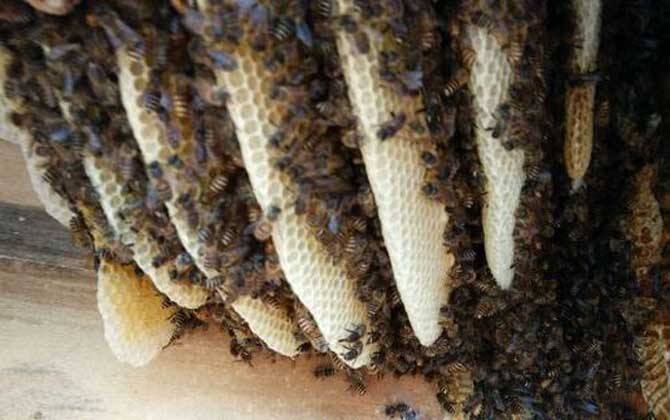 蜜蜂弱群如何發(fā)展為強(qiáng)群? 蜜蜂弱群如何發(fā)展為強(qiáng)群?