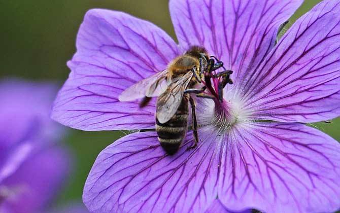 蜜蜂弱群如何發(fā)展為強(qiáng)群? 蜜蜂弱群如何發(fā)展為強(qiáng)群?