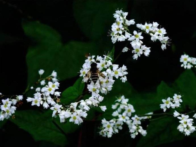 蜜蜂弱群如何發(fā)展為強(qiáng)群? 蜜蜂弱群如何發(fā)展為強(qiáng)群?