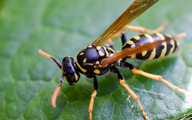 家里飛來黃蜂代表什么 家里飛來黃蜂代表什么