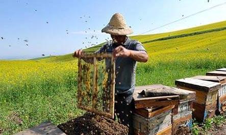 同一蜂場能養(yǎng)不同地方的中蜂嗎(養(yǎng)殖本地蜂群的地方可以放外地蜂種嗎) 同一蜂場能養(yǎng)不同地方的中蜂嗎(養(yǎng)殖本地蜂群的地方可以放外地蜂種嗎)