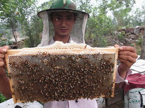 同一蜂場能養(yǎng)不同地方的中蜂嗎(養(yǎng)殖本地蜂群的地方可以放外地蜂種嗎) 同一蜂場能養(yǎng)不同地方的中蜂嗎(養(yǎng)殖本地蜂群的地方可以放外地蜂種嗎)