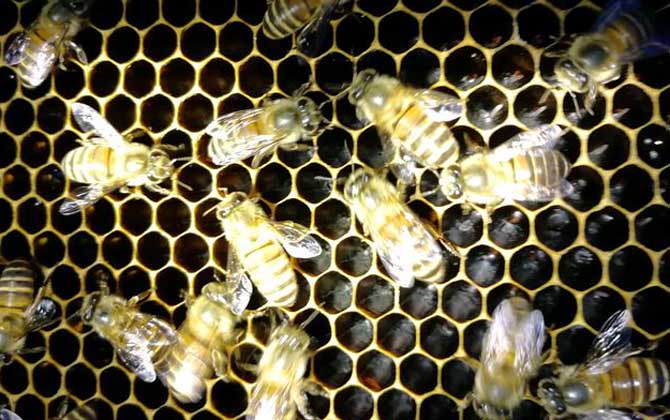 高加索蜂秋天繁殖怎樣(蜜蜂秋季怎么快速繁殖) 高加索蜂秋天繁殖怎樣(蜜蜂秋季怎么快速繁殖)