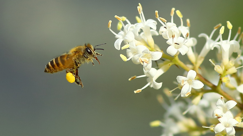 蜜蜂是靠什么回到自己的家(蜜蜂為什么在哪里都可以找到家) 蜜蜂是靠什么回到自己的家(蜜蜂為什么在哪里都可以找到家)