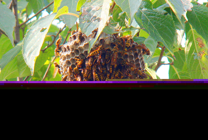 養(yǎng)100窩馬蜂一年利潤多少？賺多少錢？