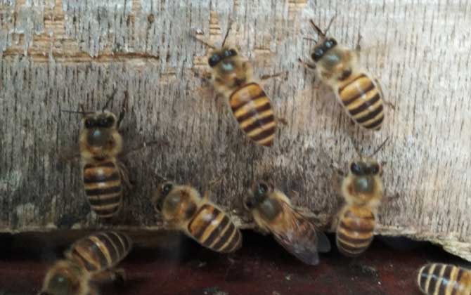 蜜蜂喂干白糖的十大好處(可以給蜜蜂喂白糖么) 蜜蜂喂干白糖的十大好處(可以給蜜蜂喂白糖么)